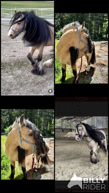 Deckanzeige wunderschöner Buckskin Hengst *Hermits Little Cowboy *, Lena Grissemann , Horses For Sale, Imsr , Image 5