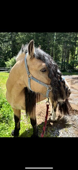 Deckanzeige wunderschöner Buckskin Hengst *Hermits Little Cowboy *, Lena Grissemann , Horses For Sale, Imsr 