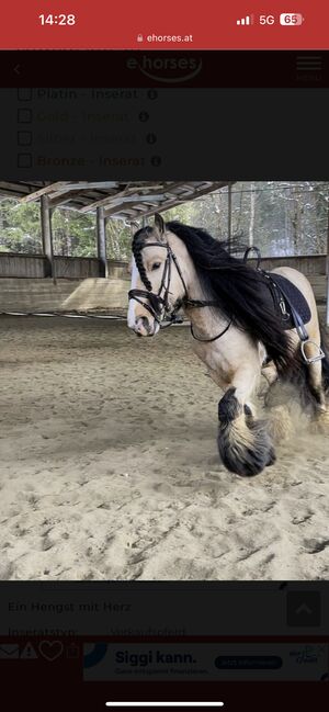 Deckanzeige wunderschöner Buckskin Hengst *Hermits Little Cowboy *, Lena Grissemann , Horses For Sale, Imsr , Image 3