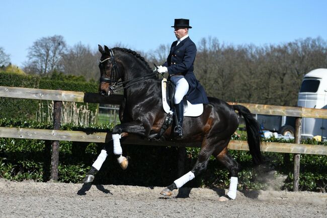 Deckanzeige WB Hengst S-erfolgreich, S-t-g-a, Horses For Sale, Scheibbs