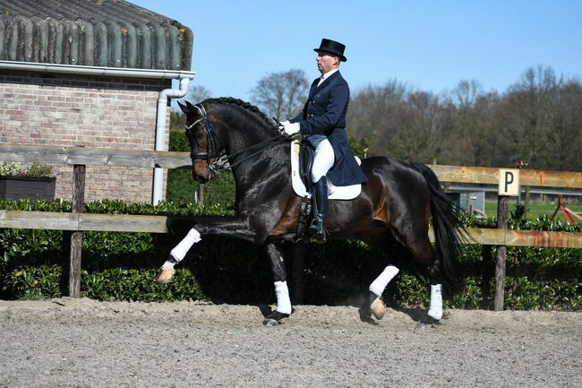 Deckanzeige WB Hengst S-erfolgreich, S-t-g-a, Horses For Sale, Scheibbs, Image 2