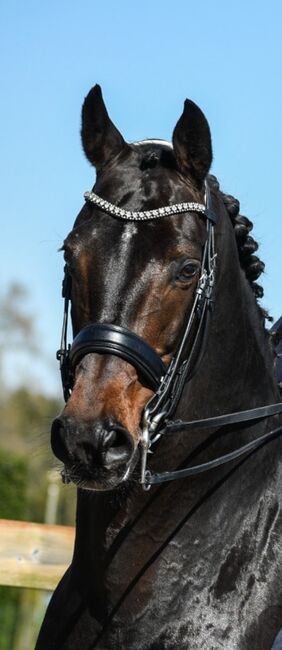 Deckanzeige WB Hengst S-erfolgreich, S-t-g-a, Horses For Sale, Scheibbs, Image 3