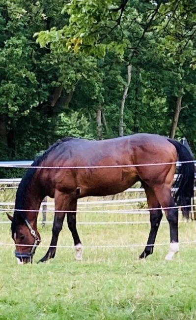 Deckhengst, Zuchthengst Englisches Vollblut, Dzillum , Horses For Sale, Lünen, Image 5