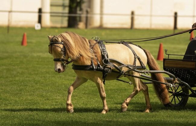 Deckhengst NMPRS LH Drop’s Champagne, Nicole Prignitz , Horses For Sale, Groß Molzahn , Image 7