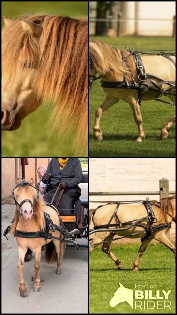 Deckhengst NMPRS LH Drop’s Champagne, Nicole Prignitz , Horses For Sale, Groß Molzahn , Image 9