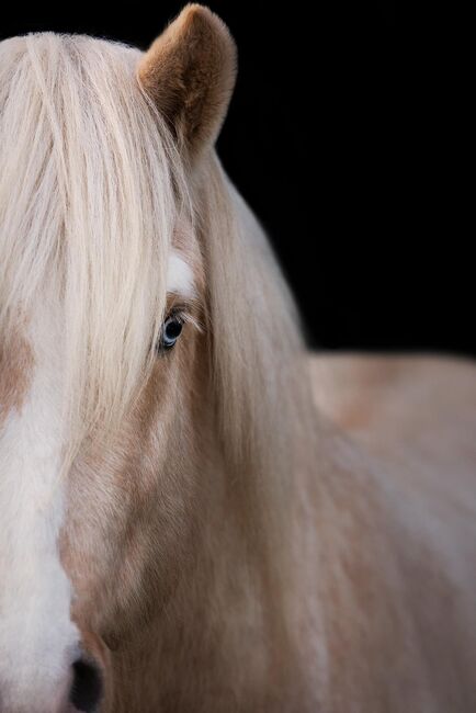 Deckanzeige Isländer, Clarina Maahs, Horses For Sale, St. Michael, Image 2