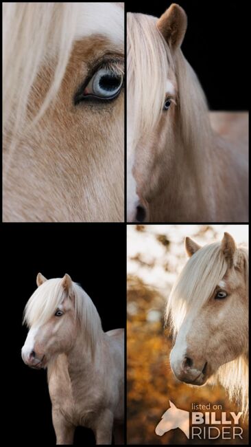 Deckanzeige Isländer, Clarina Maahs, Horses For Sale, St. Michael, Image 5