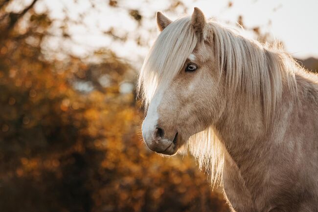 Deckanzeige Isländer, Clarina Maahs, Horses For Sale, St. Michael, Image 4