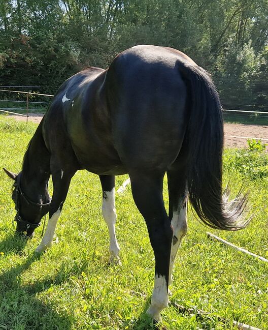 Deckanzeige Painthorse, A. Schubert, Horses For Sale, Nottleben , Image 2