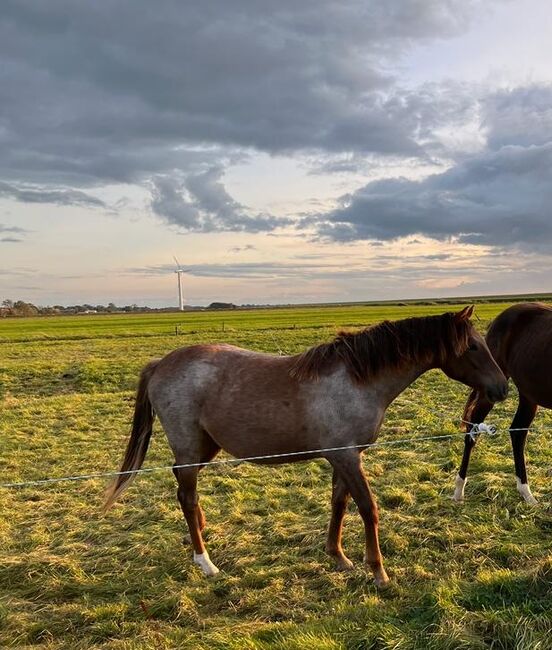 Aufzuchtsplatz Reitpony Hengst zweijährig, Kerstin Struck , Horses For Sale, Stadland