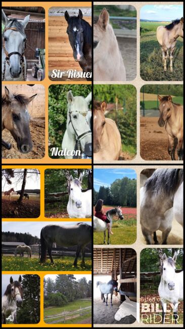 Reitbeteiligung Pflegebeteiligung Mitreiterin, RSeidl, Horse Sharing, Ober Rosenauerwald, Image 11