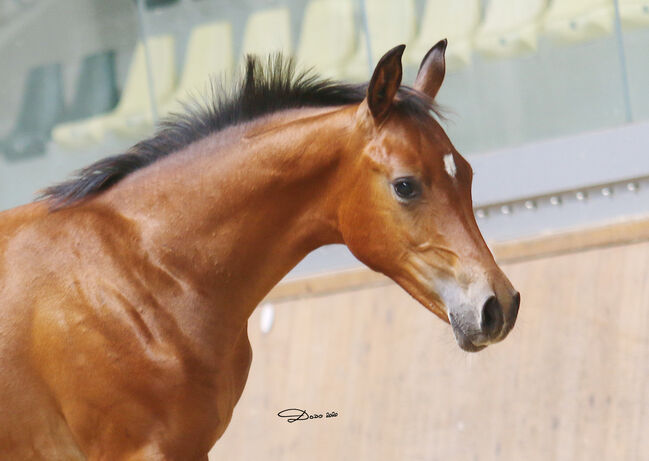 Partbred Junghengst, Elke, Horses For Sale, Kobenz , Image 8