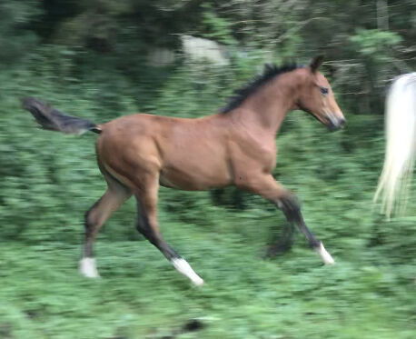 Partbred Junghengst, Elke, Horses For Sale, Kobenz , Image 9