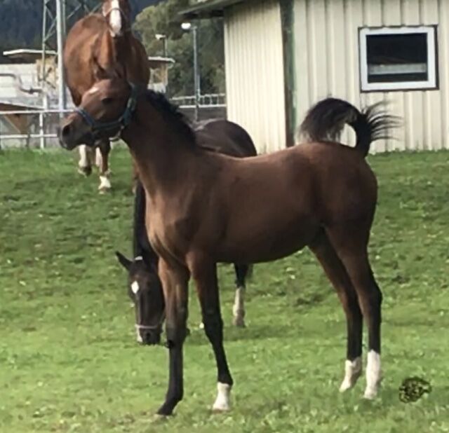 Partbred Junghengst, Elke, Horses For Sale, Kobenz , Image 13