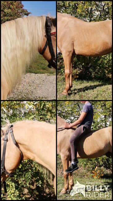 Délceg Neues zu Hause such, Nagy Horses , Horses For Sale, Mezőberény , Image 6