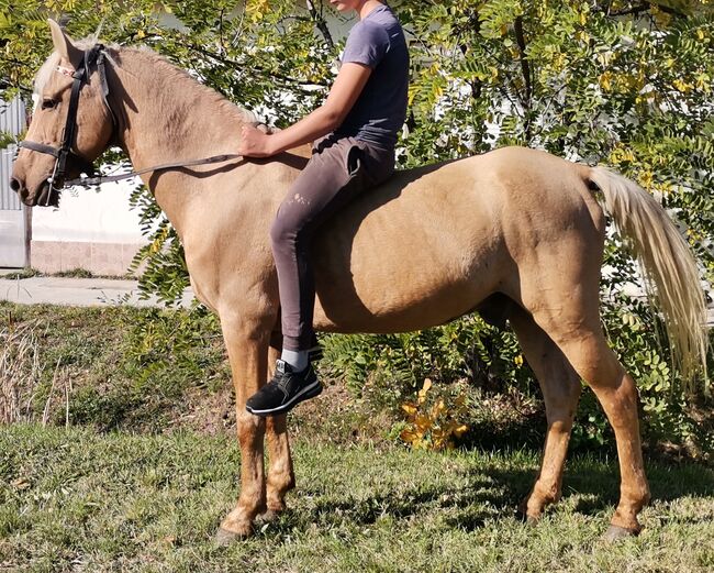 Délceg Neues zu Hause such, Nagy Horses , Horses For Sale, Mezőberény , Image 3