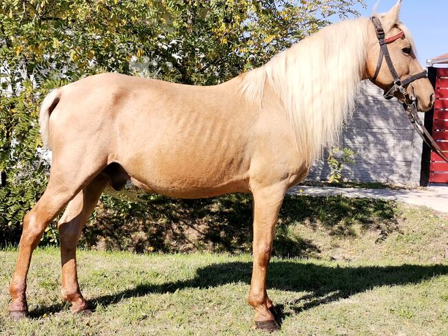 Délceg Neues zu Hause such, Nagy Horses , Pferd kaufen, Mezőberény , Abbildung 5