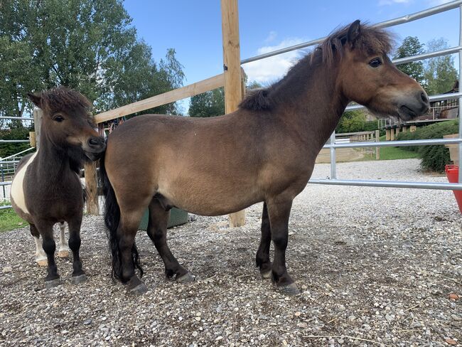 Pflegebeteiligung, Stella , Horses For Sale, Falkenberg, Image 3