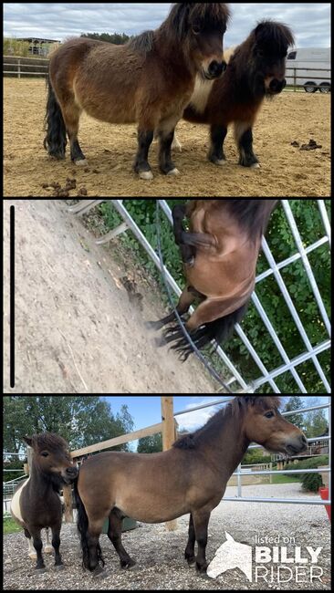 Pflegebeteiligung, Stella , Horses For Sale, Falkenberg, Image 4