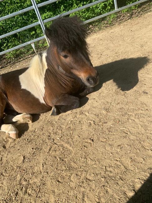 Pflegebeteiligung, Stella , Horses For Sale, Falkenberg