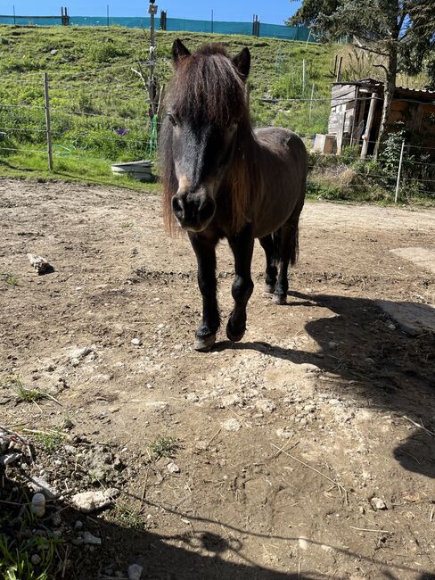 Pflegebeteiligungen, Nicole Lier, Horse Sharing, Karlsdorf b. Enzersdorf/ Fischa 