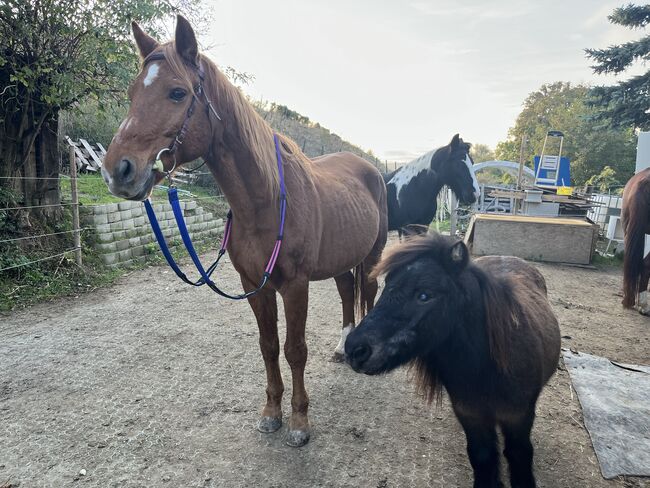 Pflegebeteiligungen, Nicole Lier, Horse Sharing, Karlsdorf b. Enzersdorf/ Fischa , Image 2