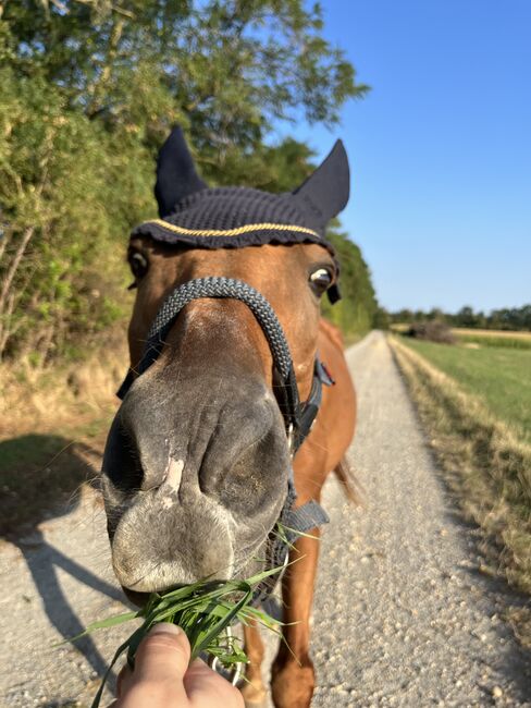 Pflegebeteiligungen, Nicole Lier, Horse Sharing, Karlsdorf b. Enzersdorf/ Fischa , Image 3