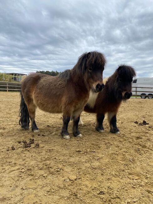 Pflegebeteiligung, Stella , Horses For Sale, Falkenberg