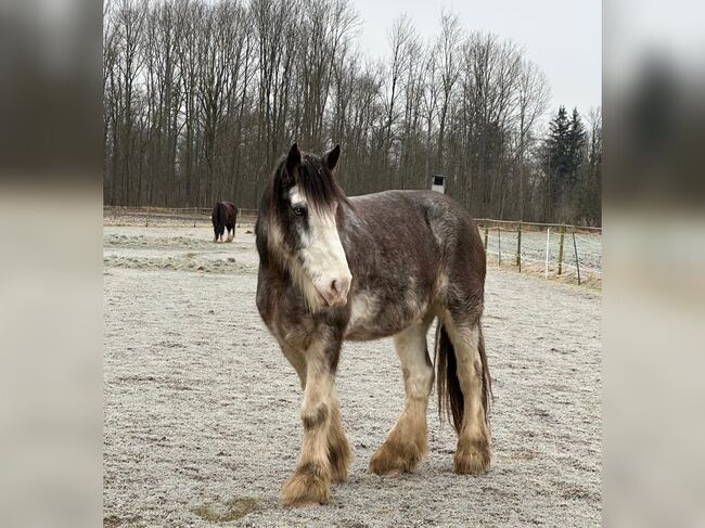 Pflege- / Reitbeteiligung, Andrea, Horse Sharing, Nerenstetten