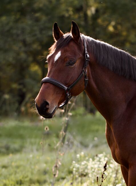 Reitbeteiligung an Dressurpferd, Annika, Horse Sharing, Bollschweil, Image 6