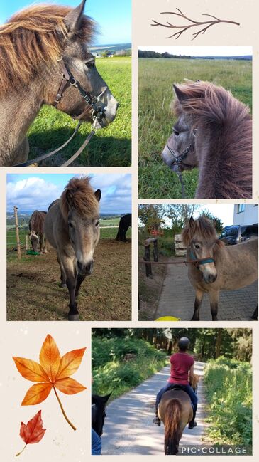 Reitbeteiligung an Islandpferd, Stute, Birgit, Horse Sharing, Reinsfeld 