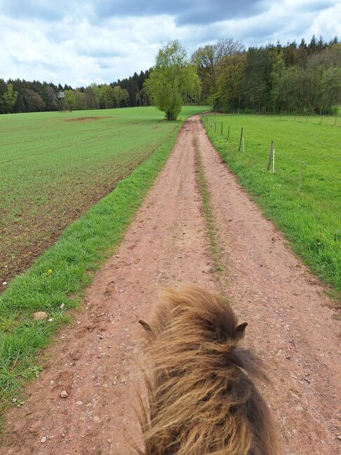 Reitbeteiligung an Islandpferd, Stute, Birgit, Horses For Sale, Reinsfeld , Image 8