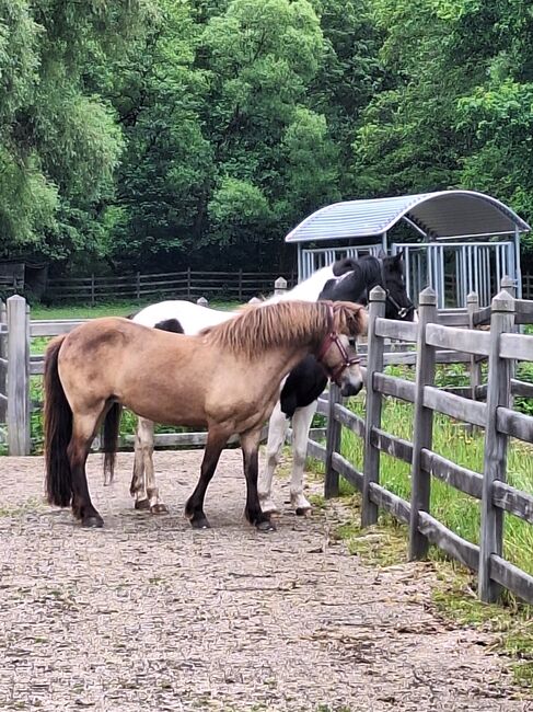 Reitbeteiligung an Islandpferd, Stute, Birgit, Horses For Sale, Reinsfeld , Image 2