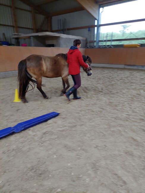 Reitbeteiligung an Islandpferd, Stute, Birgit, Horses For Sale, Reinsfeld , Image 9