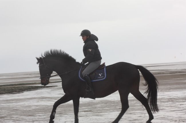 Reitbeteiligung auf ehemaligen Sportpferd, Marie, Horses For Sale, Hamburg, Image 2