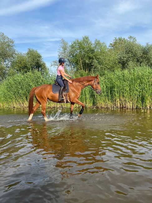 Pflege-/Reitbeteiligung, Jasmin Peyer, Horses For Sale, Magdeburg, Image 2