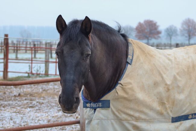 Absolutes Traumpferd sucht 5 Sterne Zuhause, Kerstin Rehbehn (Pferdemarketing Ost), Horses For Sale, Nienburg, Image 9