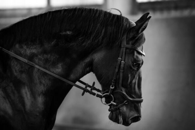 Absolutes Traumpferd sucht 5 Sterne Zuhause, Kerstin Rehbehn (Pferdemarketing Ost), Horses For Sale, Nienburg, Image 10