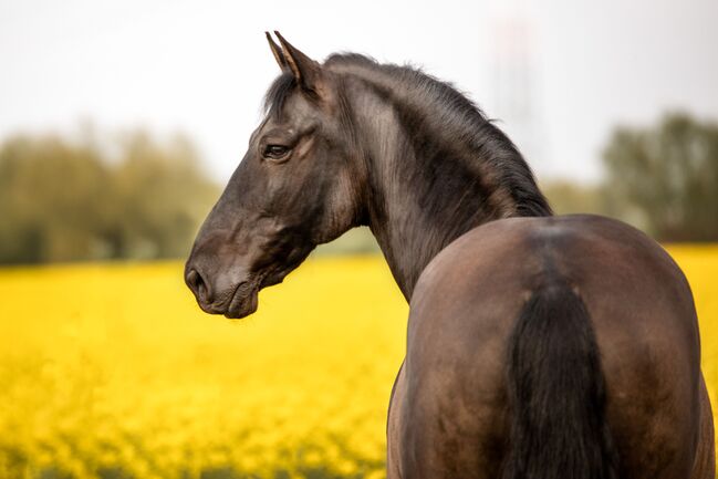 Absolutes Traumpferd sucht 5 Sterne Zuhause, Kerstin Rehbehn (Pferdemarketing Ost), Horses For Sale, Nienburg, Image 13