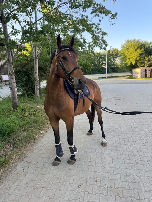 Furiose Sohn 6 Jährig, Kerstin , Horses For Sale, Hohenbrunn 