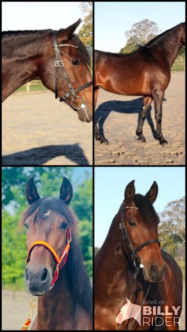 Descarada Capital - PRE Pura Raza Española Stuta, 7 jahre, Braun, WOW Pferd  (WOW Pferd), Horses For Sale, Bayern - Attenkirchen, Image 6
