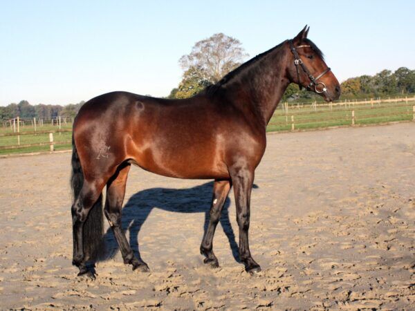 Descarada Capital - PRE Pura Raza Española Stuta, 7 jahre, Braun, WOW Pferd  (WOW Pferd), Konie na sprzedaż, Bayern - Attenkirchen, Image 2
