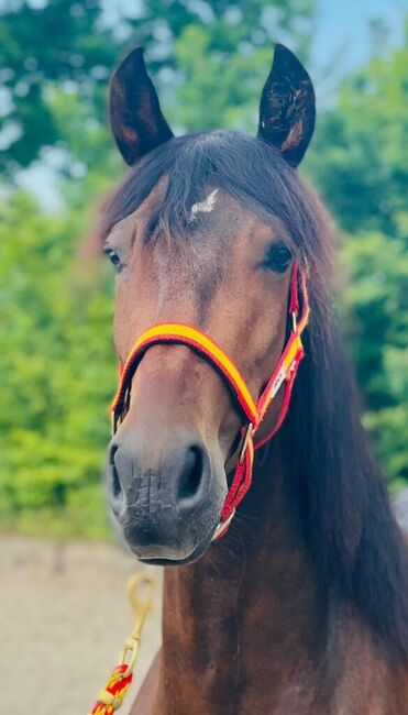 Descarada Capital - PRE Pura Raza Española Stuta, 7 jahre, Braun, WOW Pferd  (WOW Pferd), Konie na sprzedaż, Bayern - Attenkirchen, Image 3