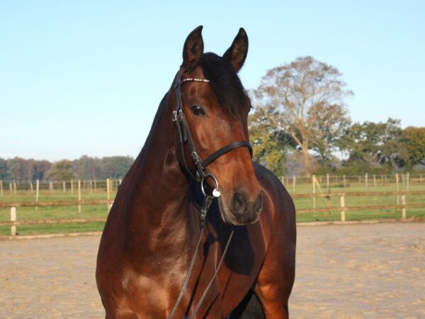 Descarada Capital - PRE Pura Raza Española Stuta, 7 jahre, Braun, WOW Pferd  (WOW Pferd), Konie na sprzedaż, Bayern - Attenkirchen, Image 4