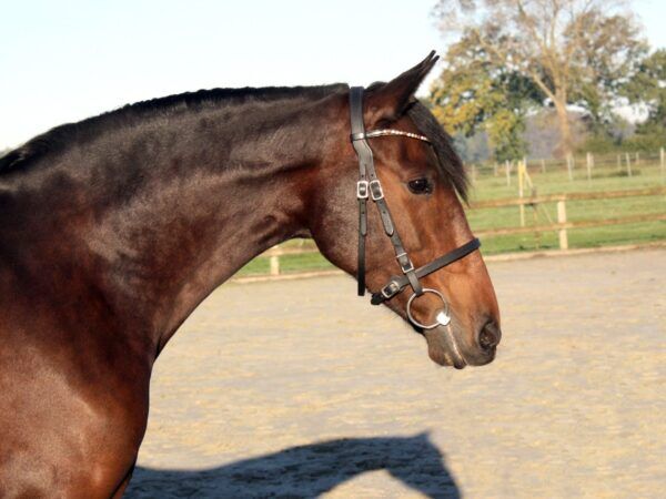 Descarada Capital - PRE Pura Raza Española Stuta, 7 jahre, Braun, WOW Pferd  (WOW Pferd), Konie na sprzedaż, Bayern - Attenkirchen