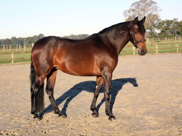 Descarada Capital - PRE Pura Raza Española Stuta, 7 jahre, Braun, WOW Pferd  (WOW Pferd), Pferd kaufen, Bayern - Attenkirchen, Abbildung 5