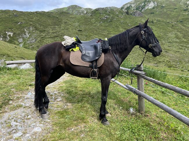 Deuber El Campo Shorty, Deuber El Campo Shorty, Katharina Helm, Endurance Saddle, Salzburg