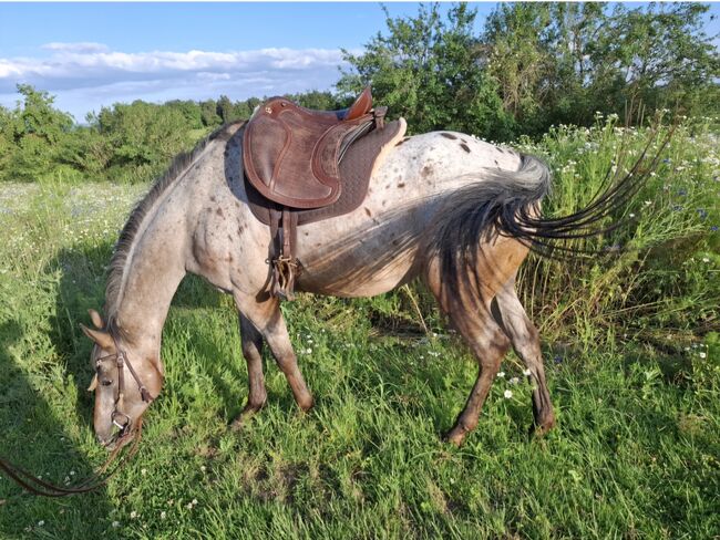Deuber El Campo SKL S2, Deuber & Partner  El Campo SKL, Melanie , Baroque Saddle, Rottenburg am Neckar, Image 2
