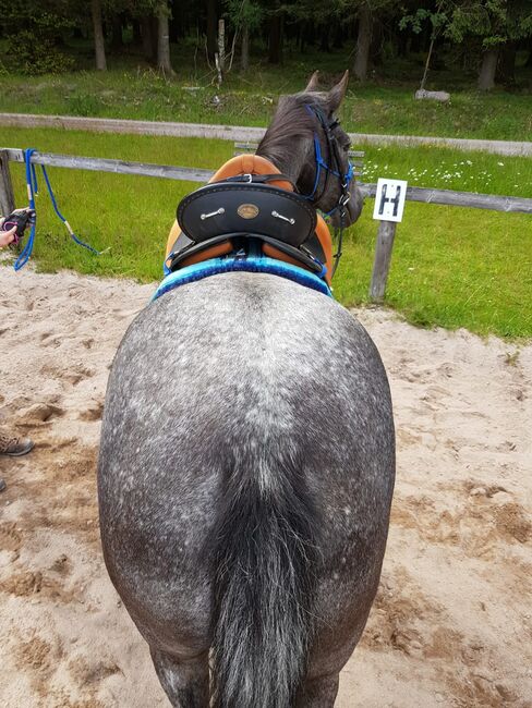 Deuber und Partner Startrekk Comfort Englisch S1 Neuwertig, Deuber und Partner  Startrekk Comfort Englisch S1, Patrick Spindler , Dressage Saddle, Ilmenau , Image 2