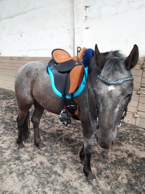 Deuber und Partner Startrekk Comfort Englisch S1 Neuwertig, Deuber und Partner  Startrekk Comfort Englisch S1, Patrick Spindler , Dressage Saddle, Ilmenau 